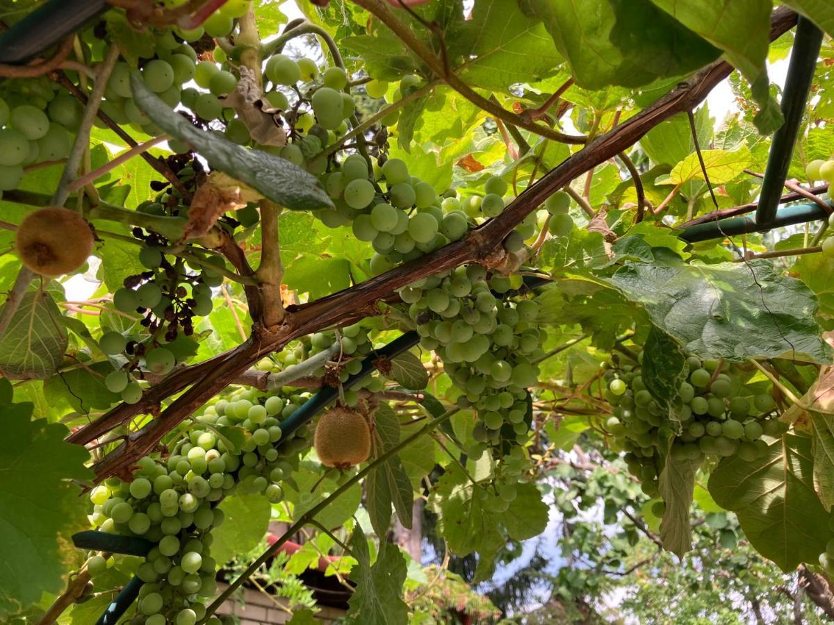 Garden View Apartment ズノイモ エクステリア 写真